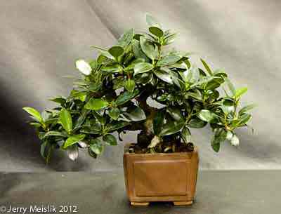 Ficus microcarpa Mini